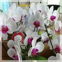 洋ラン・鉢花・観葉植物