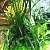 観葉植物の寄せ植え