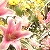 壇上花