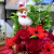 誕生日に贈るクリスマスアレンジ