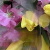 春の花束